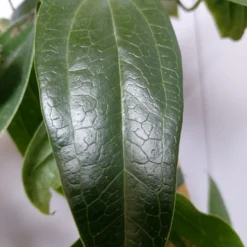 Groenblijvende Clematis (Clematis Armandii 'Hendersonii Rubra') -Tuin Vormen Verkoopwinkel 20220613 162250