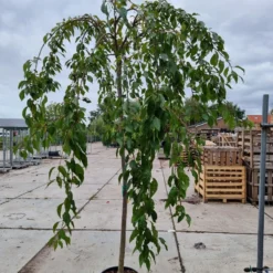 Japanse Treursierkers (Prunus 'White Fountain')