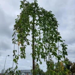 Treursierkers (Prunus Subhirtella 'Pendula Rosea') -Tuin Vormen Verkoopwinkel 20221003 124006