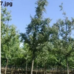 Sierappel (Malus 'Profusion' ) -Tuin Vormen Verkoopwinkel 226malusprofusionho 11