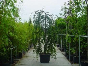 Japanse Treursierkers (Prunus 'Snow Fountain') 4 Japanse Treursierkers (Prunus 'Snow Fountain') - Afbeelding 2