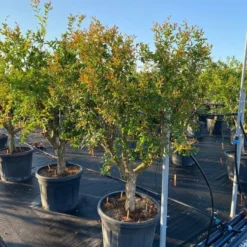 Granaatappel Als Solitair (Punica Granatum) -Tuin Vormen Verkoopwinkel 9f2e2d79 4476 41bd a214 0070b1656e3a