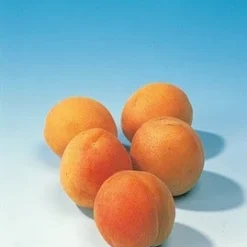 Abrikozenboom (Prunus Armeniaca) 13 Abrikozenboom (Prunus Armeniaca) -Tuin Vormen Verkoopwinkel abrikoos