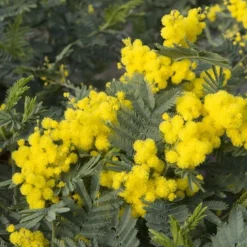 Mimosa Als Boom (Acacia Dealbata) -Tuin Vormen Verkoopwinkel acacia dealbata 1