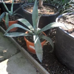 Agave (Agave Americana) 14 Agave (Agave Americana) -Tuin Vormen Verkoopwinkel agave americana c20 40 60