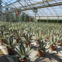 Agave (Agave Americana 'Variegata') -Tuin Vormen Verkoopwinkel agave americana variegata