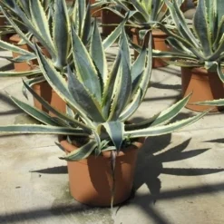 Agave (Agave Americana 'Variegata') -Tuin Vormen Verkoopwinkel agave americana variegata 2