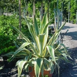 Agave (Agave Americana 'Variegata') -Tuin Vormen Verkoopwinkel agave americana variegata 4