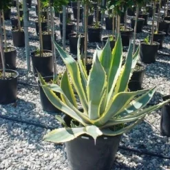 Agave (Agave Americana 'Variegata') -Tuin Vormen Verkoopwinkel agave americana variegata 4 1