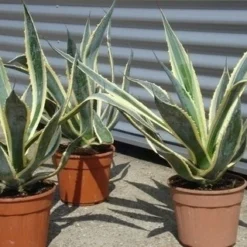 Agave (Agave Americana 'Variegata') -Tuin Vormen Verkoopwinkel agave americana variegata 5