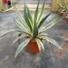 Agave (Agave Americana 'Variegata') -Tuin Vormen Verkoopwinkel agave americana variegata c12
