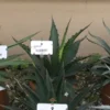Winterharde Agave (Agave 'Gentryi Jaws') -Tuin Vormen Verkoopwinkel agave gentryi jaws
