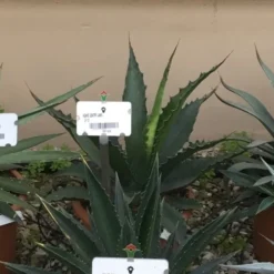 Winterharde Agave (Agave 'Gentryi Jaws')