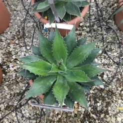 Winterharde Agave (Agave Montana) -Tuin Vormen Verkoopwinkel agave montana
