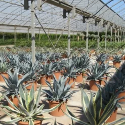 Winterharde Agave (Agave Montana) -Tuin Vormen Verkoopwinkel agave montana 2