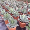 Winterharde Agave (Agave Ovalifolia) -Tuin Vormen Verkoopwinkel agave ovalifolia
