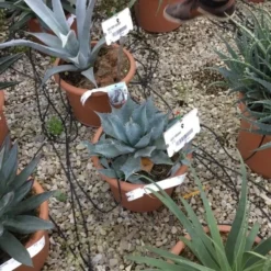 Winterharde Agave (Agave Parrasana) -Tuin Vormen Verkoopwinkel agave parrasana