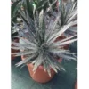 Winterharde Agave (Agave Shidigera) -Tuin Vormen Verkoopwinkel agave shidigera