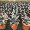 Winterharde Agave (Agave Colorata 'Supreme') -Tuin Vormen Verkoopwinkel agavecolorata