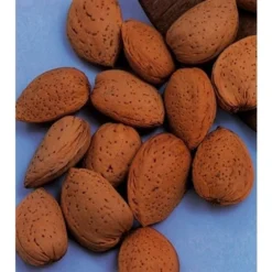 Amandelboom (Prunus Dulcis) -Tuin Vormen Verkoopwinkel amandelboom prunus dulcis robijn prunus dulcis robijn amandel 8f2 1