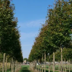 Krentenboom (Amelanchier Arborea 'Robin Hill') -Tuin Vormen Verkoopwinkel amelanchier arborea robin hill 20 25 30 oc 2