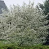 Canadese Krentenboom (Amelanchier Canadensis) -Tuin Vormen Verkoopwinkel amelanchier canadensis
