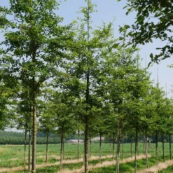 Krent Als Boom (Amelanchier Lamarckii) -Tuin Vormen Verkoopwinkel amelanchier lamarckii s 18 20