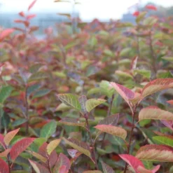 Krentenboom Als Struik (Amelanchier Lamarckii) -Tuin Vormen Verkoopwinkel amelanchier lamarckii 2 1