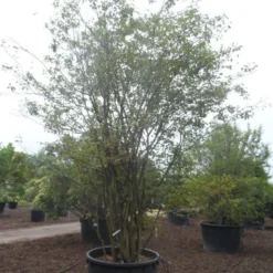 Krentenboom Als Struik (Amelanchier Lamarckii) -Tuin Vormen Verkoopwinkel amelanchier lamarckii 400 500 c750