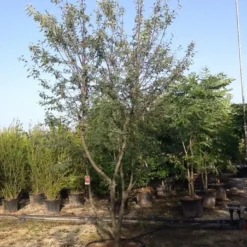 Meerstammige Krentenboom (Amelanchier Lamarckii) 10 Meerstammige Krentenboom (Amelanchier Lamarckii) -Tuin Vormen Verkoopwinkel amelanchierlammarckii04