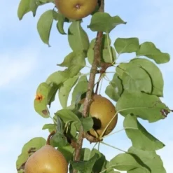 Appelboom (Malus Domestica ) -Tuin Vormen Verkoopwinkel appelboom 1