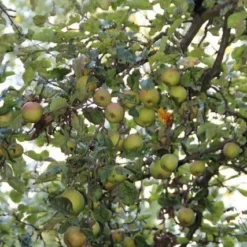 Appelboom (Malus Domestica ) -Tuin Vormen Verkoopwinkel appelboom 1 1