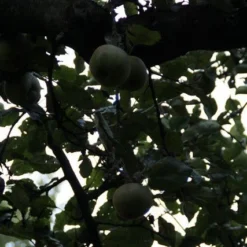 Appelboom (Malus Domestica ) -Tuin Vormen Verkoopwinkel appelboom 2 1