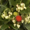 Aardbeiboom Als Struik (Arbutus Unedo) -Tuin Vormen Verkoopwinkel arbutus unedo