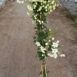 Groenblijvende Clematis (Clematis 'Avalanche') -Tuin Vormen Verkoopwinkel avalanche r 180cm