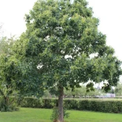 Tamme Kastanje (Castanea Sativa) 23 Tamme Kastanje (Castanea Sativa) -Tuin Vormen Verkoopwinkel castanea sativa tamme kastanje 2