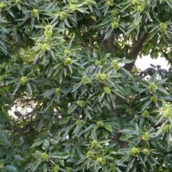 Tamme Kastanje (Castanea Sativa) 19 Tamme Kastanje (Castanea Sativa) -Tuin Vormen Verkoopwinkel castanea sativa tamme kastanje 3