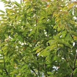 Tamme Kastanje (Castanea Sativa) 17 Tamme Kastanje (Castanea Sativa) -Tuin Vormen Verkoopwinkel castanea sativa tamme kastanje 5
