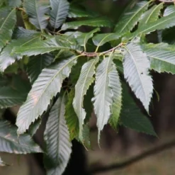 Tamme Kastanje (Castanea Sativa) 18 Tamme Kastanje (Castanea Sativa) -Tuin Vormen Verkoopwinkel castanea sativa tamme kastanje 8