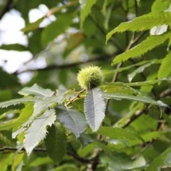 Tamme Kastanje Als Halfstam (Castanea Sativa) -Tuin Vormen Verkoopwinkel castanea sativa tamme kastanje 9 1