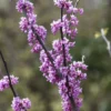 Judasboom Als Struik (Cercis Canadensis) 1 Judasboom Als Struik (Cercis Canadensis) -Tuin Vormen Verkoopwinkel cercis canadensis