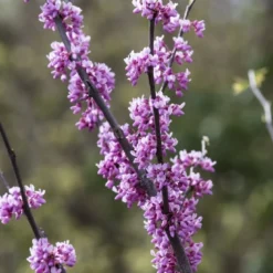 Tuin Vormen Verkoopwinkel 18 Judasboom Als Struik (Cercis Canadensis)