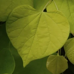 Tuin Vormen Verkoopwinkel -Tuin Vormen Verkoopwinkel cercis canadensis01
