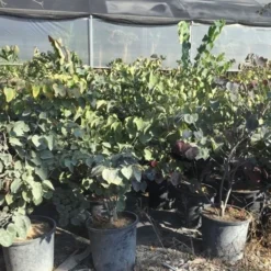 Judasboom Als Struik (Cercis Canadensis 'Forest Pansy') -Tuin Vormen Verkoopwinkel cercis canadensis forest pansy 100 125 cm