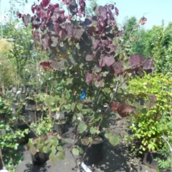 Judasboom Als Struik (Cercis Canadensis 'Forest Pansy') -Tuin Vormen Verkoopwinkel cercis canadensis forest pansy 150 175