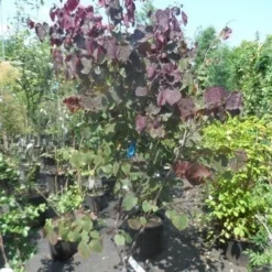 Judasboom Als Struik (Cercis Canadensis 'Forest Pansy') -Tuin Vormen Verkoopwinkel cercis canadensis forest pansy 150 175 1