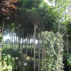 Chinese Judasboom (Cercis Chinensis 'Avondale') 18 Chinese Judasboom (Cercis Chinensis 'Avondale') -Tuin Vormen Verkoopwinkel cercis chinensis avondale 10 12 14ho cont