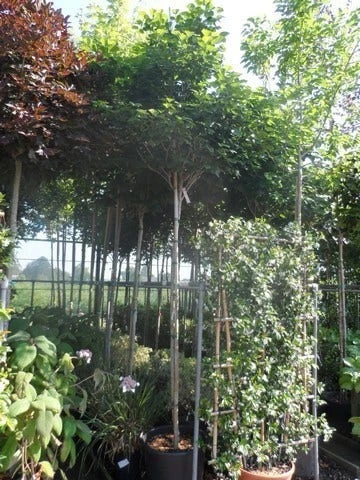 Chinese Judasboom (Cercis Chinensis 'Avondale') 9 Chinese Judasboom (Cercis Chinensis 'Avondale') - Image 7