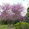 Judasboom Als Struik (Cercis Siliquastrum) -Tuin Vormen Verkoopwinkel cercis siliquastrum01 1