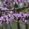 Judasboom (Cercis Siliquastrum) -Tuin Vormen Verkoopwinkel cercis siliquastrum 1